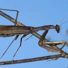 Mantis 3